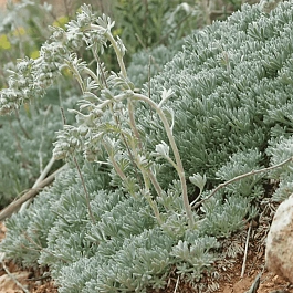 Полынь кавказская