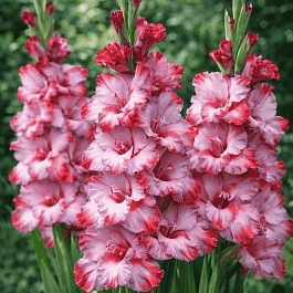 Гладиолус Greyhound