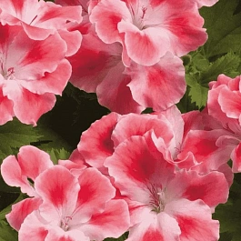 Пеларгония королевская Clarion Peach