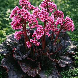 Бадан гибридный Dark Margin