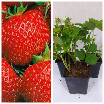 Земляника садовая Полка НАБОР 3ШТ