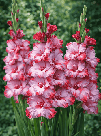 Гладиолус Greyhound