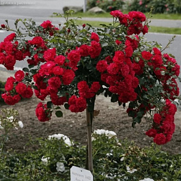 Роза Прайд Штамб