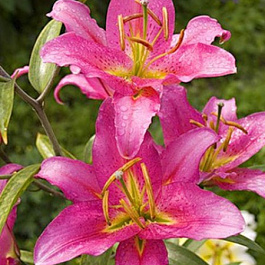 Лилия восточная Медуза