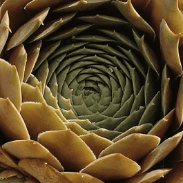 Молодило гибридное Feldmaier