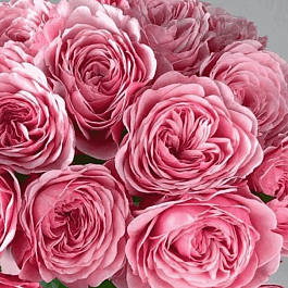 Роза кустовая Victorian pink