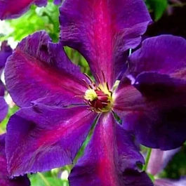 Клематис гибридный Tuchka