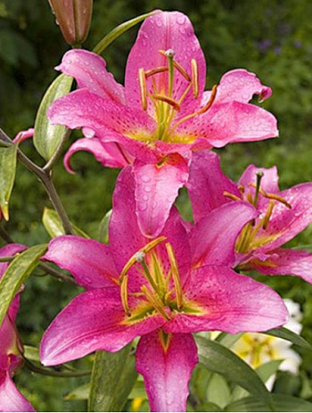 Лилия восточная Медуза