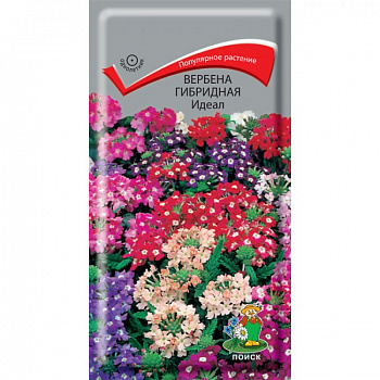 Вербена гибридная Идеал