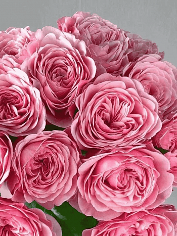 Роза кустовая Victorian pink