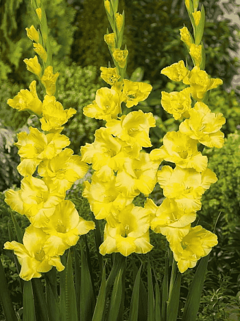 Гладиолус Limoncello