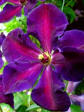 Клематис гибридный Tuchka