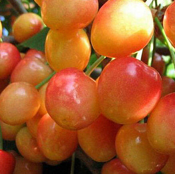 Черешня Заря Жукова