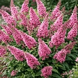 Буддлея Давида Little Rockstars Pink