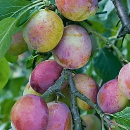 Слива домашняя Занятная