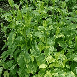 Солидаго  извилистостебельный Variegata