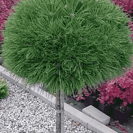 Сосна горная Varella  штамб 40-50 см