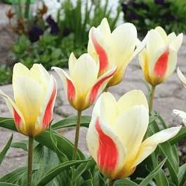Тюльпан ботанический Johann Strauss