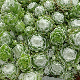 Молодило паутинистое Алабастер