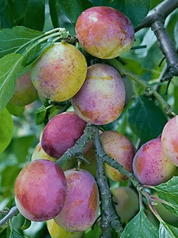 Слива домашняя Занятная