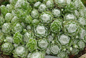 Молодило паутинистое Алабастер