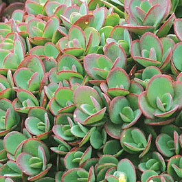 Очиток гибридный Lime Zinger