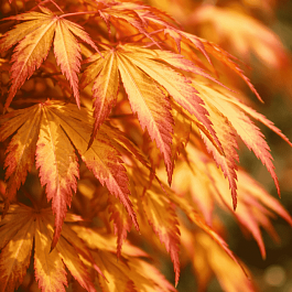 Клен веерный Katsura