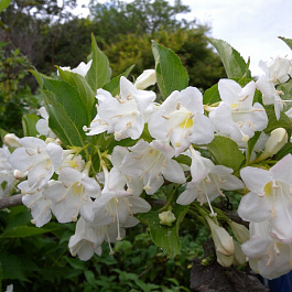 Вейгела цветущая Сноуфлейк