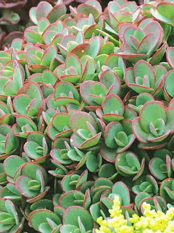 Очиток гибридный Lime Zinger