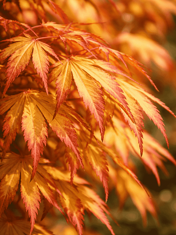 Клен веерный Katsura