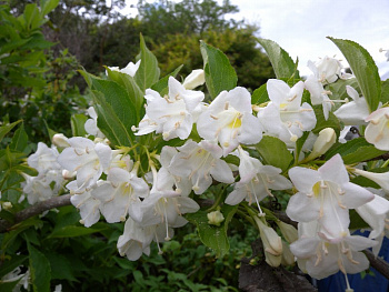 Вейгела цветущая Сноуфлейк