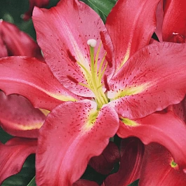 Лилия Gran Tourismo