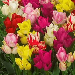 Тюльпан Смесь Окрасок