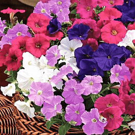Петуния Picabella Mix