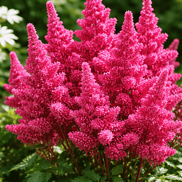 Астильба японская Bremen