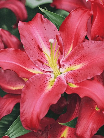 Лилия Gran Tourismo