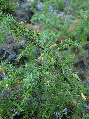 Можжевельник обыкновенный Wilseder Berg