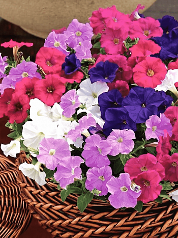 Петуния Picabella Mix