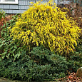 Кипарисовик горохоплодный Filifera Aurea