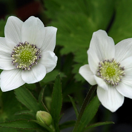 Анемона Левейля видовая норма