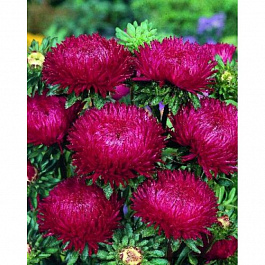 Астра Леди Корал Дип Ред