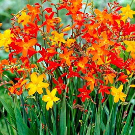 Крокосмия смесь окрасок