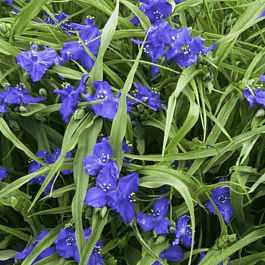 Традесканция Арендса Zwanenburg Blue