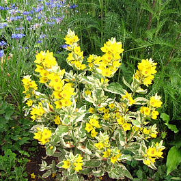 Вербейник точечный Александр Вербейник точечный Александр