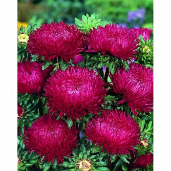 Астра Леди Корал Дип Ред