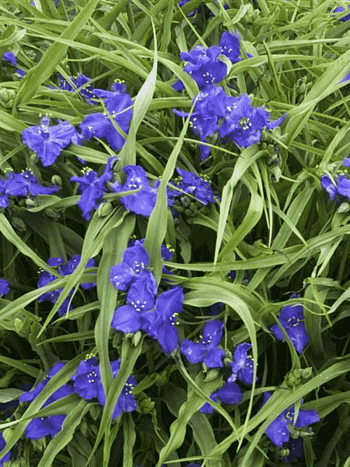 Традесканция Арендса Zwanenburg Blue