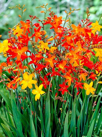 Крокосмия смесь окрасок Крокосмия смесь окрасок