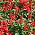 Сальвия сверкающая Дварф ред Сальвия сверкающая Дварф ред