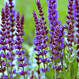 Шалфей лекарственный