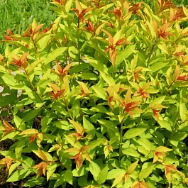 Спирея японская Goldflame